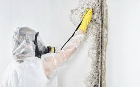 Why You Should Choose Our Mold Remediation Services in Inglenook, CT